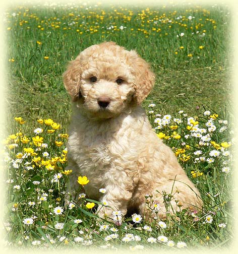 Labradoodle sales blonde puppy