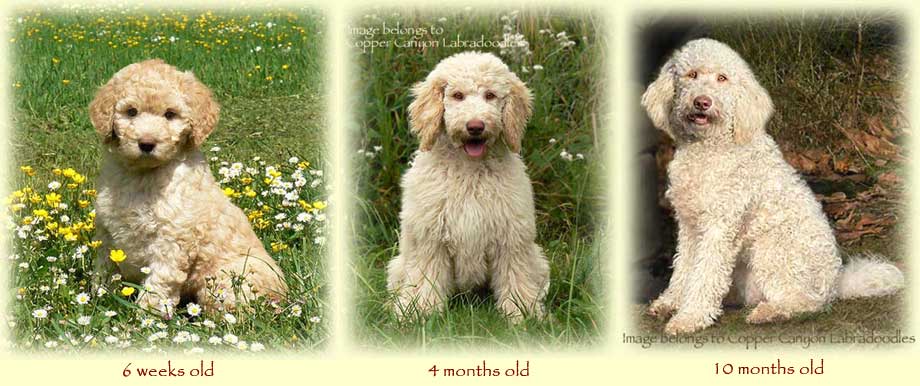 Curly Fleece or Wool Coats - Copper Canyon Labradoodles