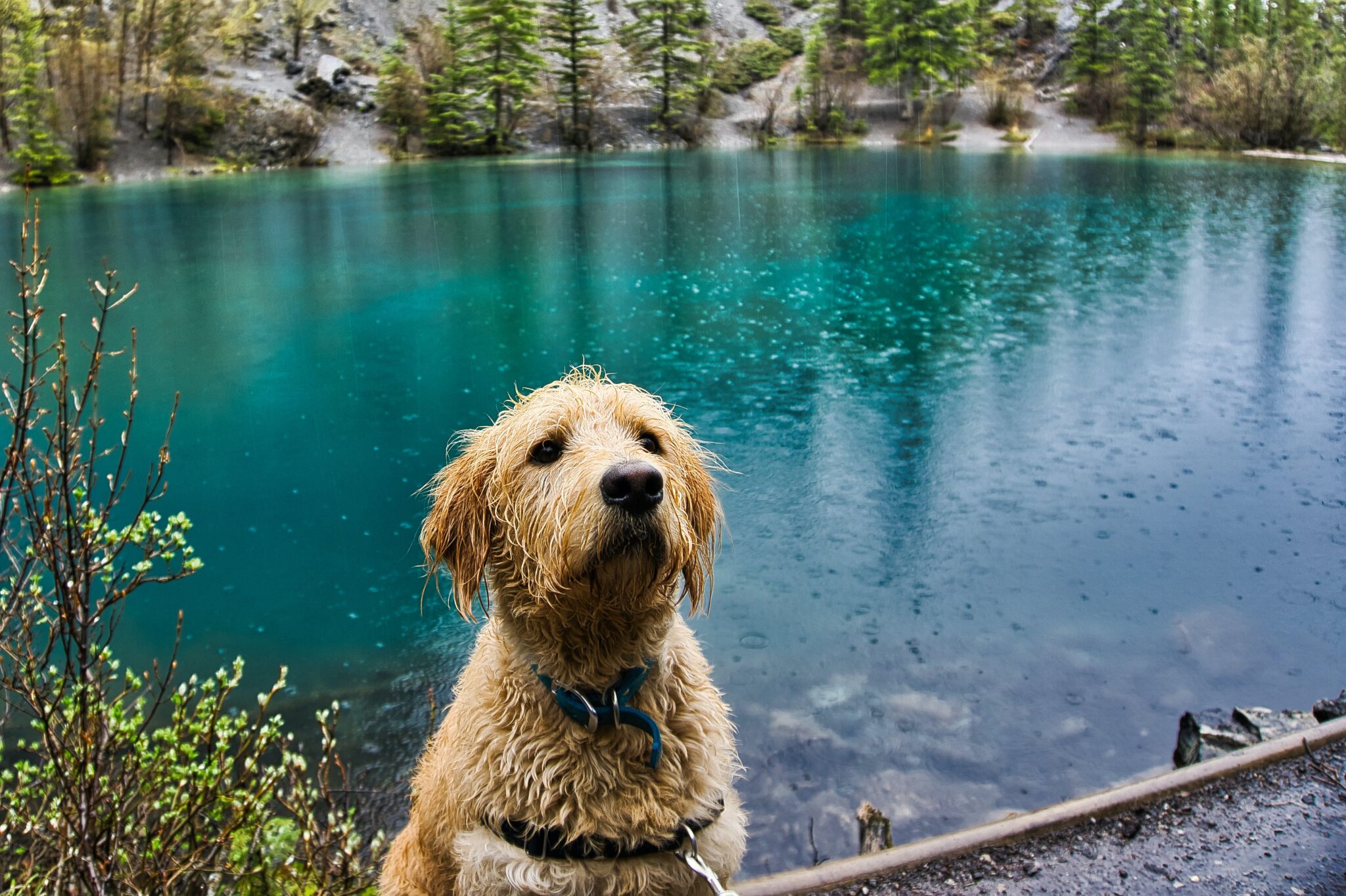 hot-weather-safety-tips-for-your-dog-copper-canyon-labradoodles